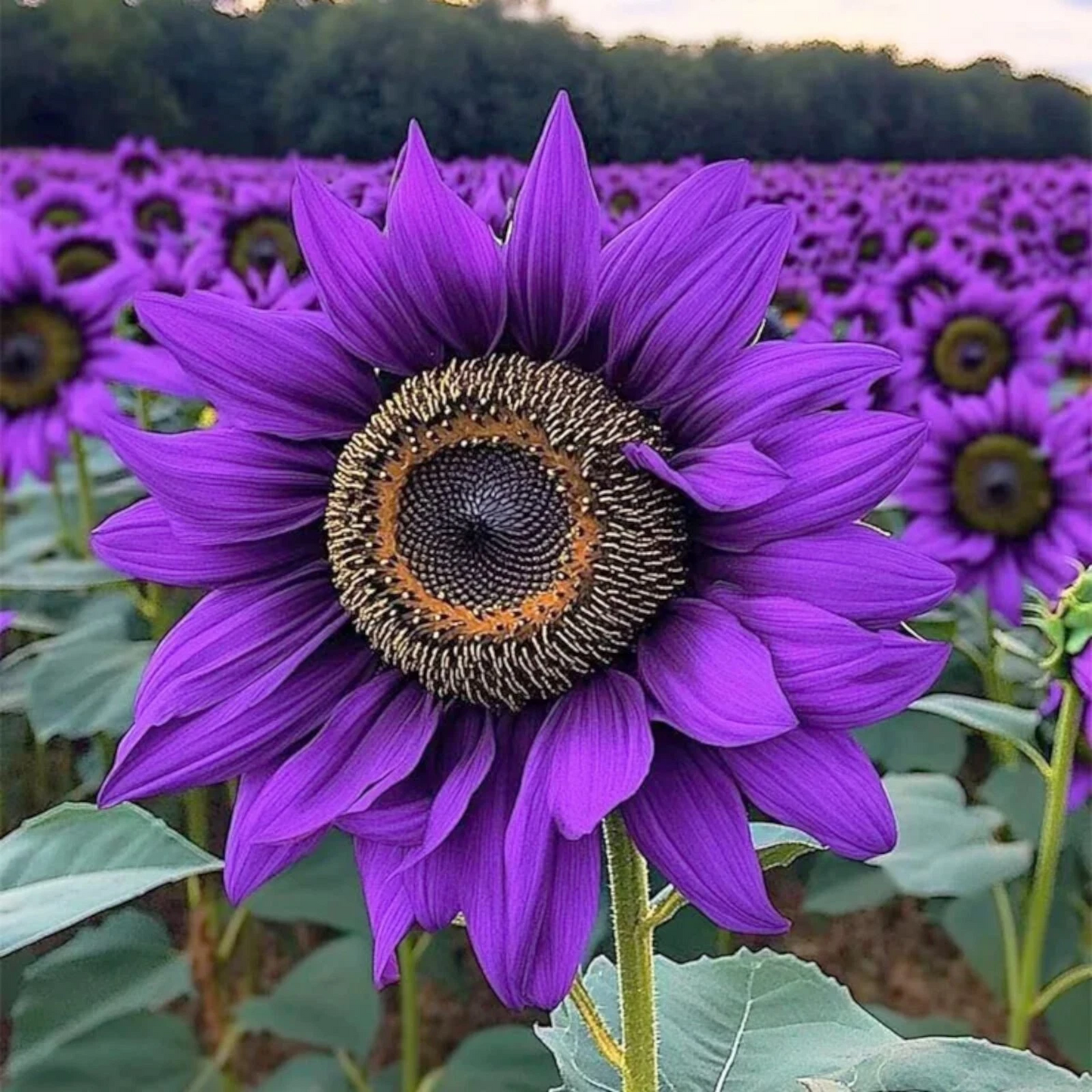 Violet Majesty Purple Sunflower Seeds 50pcs, Helianthus annuus, Heirloom Garden Flower Seeds for Bright Blooms