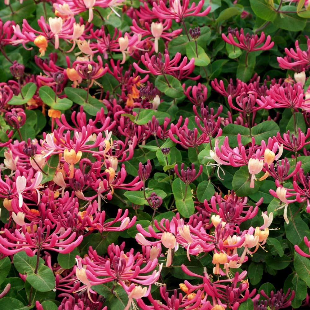 Peaches and Cream Honeysuckle Rooted Plant – Variegated Lonicera periclymenum Vine for Garden, Fences, Trellises