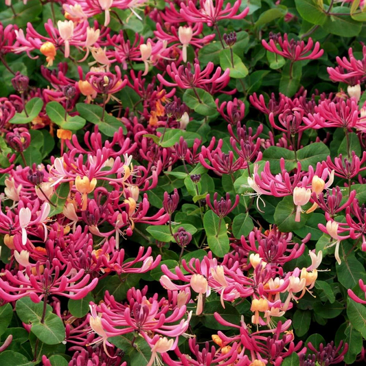 Peaches and Cream Honeysuckle Rooted Plant – Variegated Lonicera periclymenum Vine for Garden, Fences, Trellises