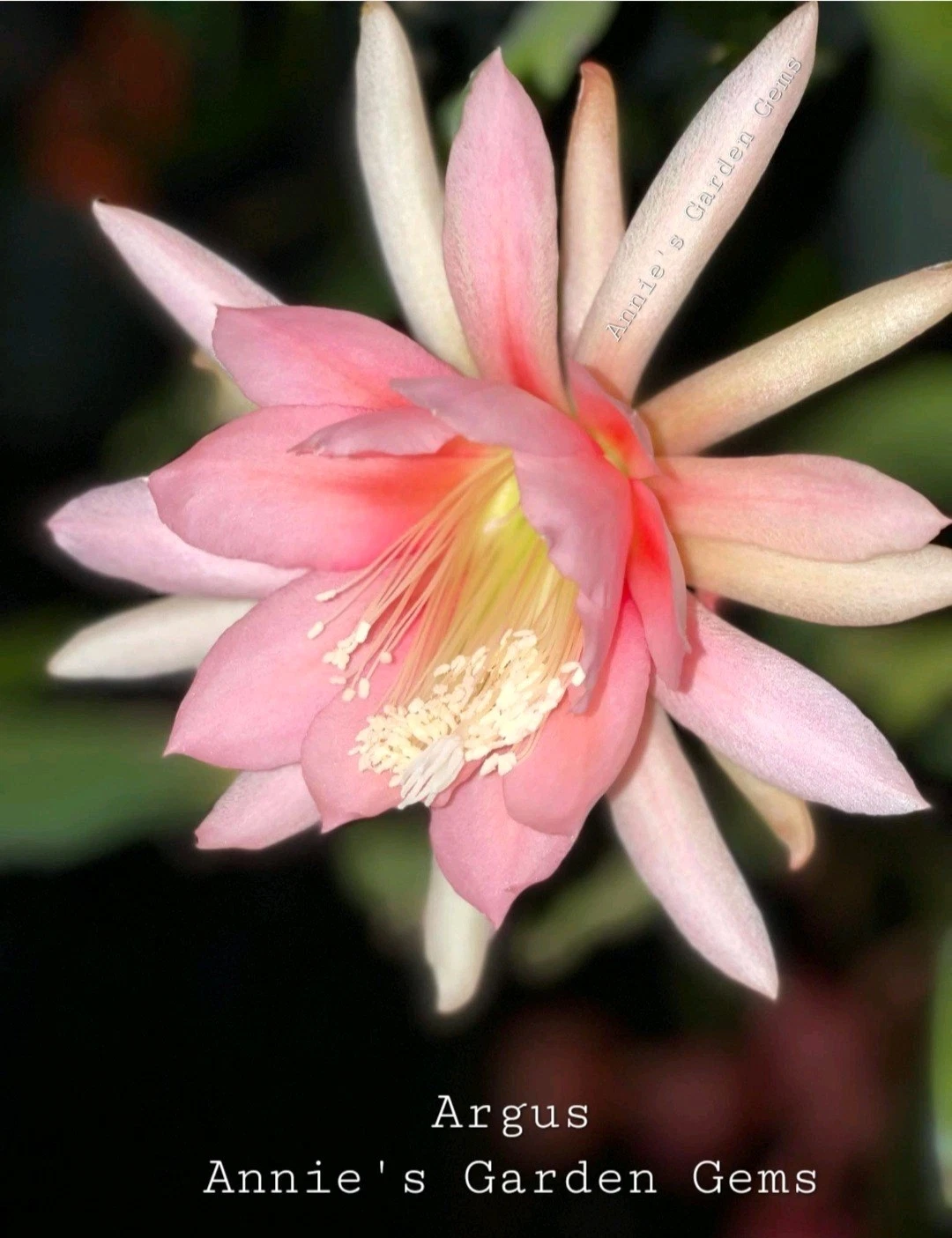 Epiphyllum Argus Orchid Cactus Cuttings Unrooted 8–10 Inches for Propagation, Succulent Plant, Easy to Grow