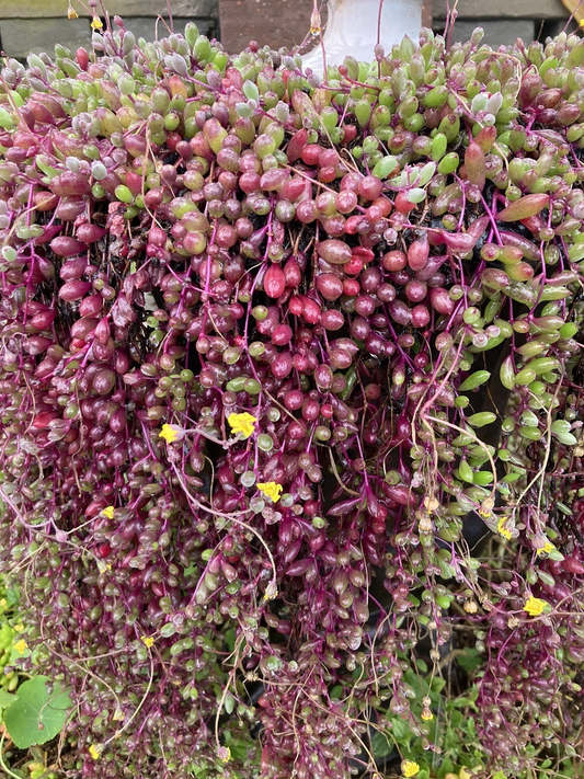 Othonna Capensis Ruby Necklace Succulent Cuttings – Trailing Hanging Plant Set of 4, 4-6 Inches, Indoor Outdoor Decor, Easy Care