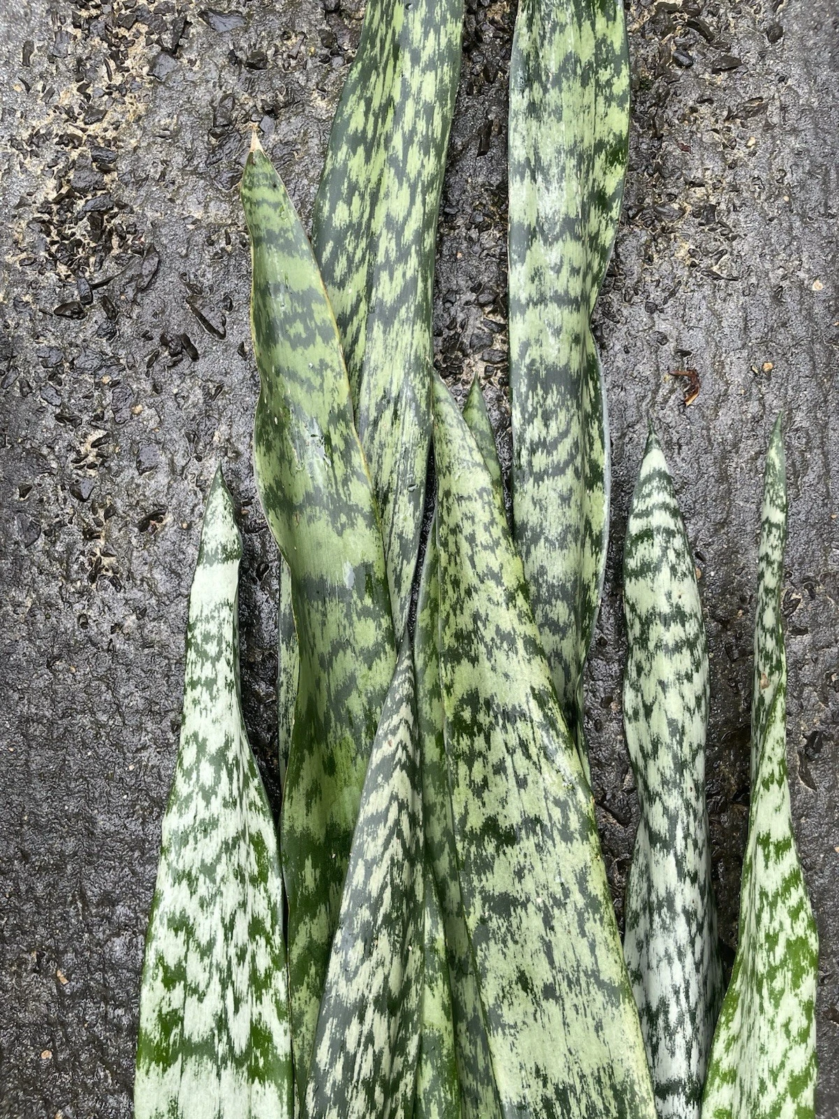 Sansevieria Snake Plant Leaf Cuttings Set of 6 – Indoor Houseplant Propagation, Dracaena Trifasciata Live Starter Plants