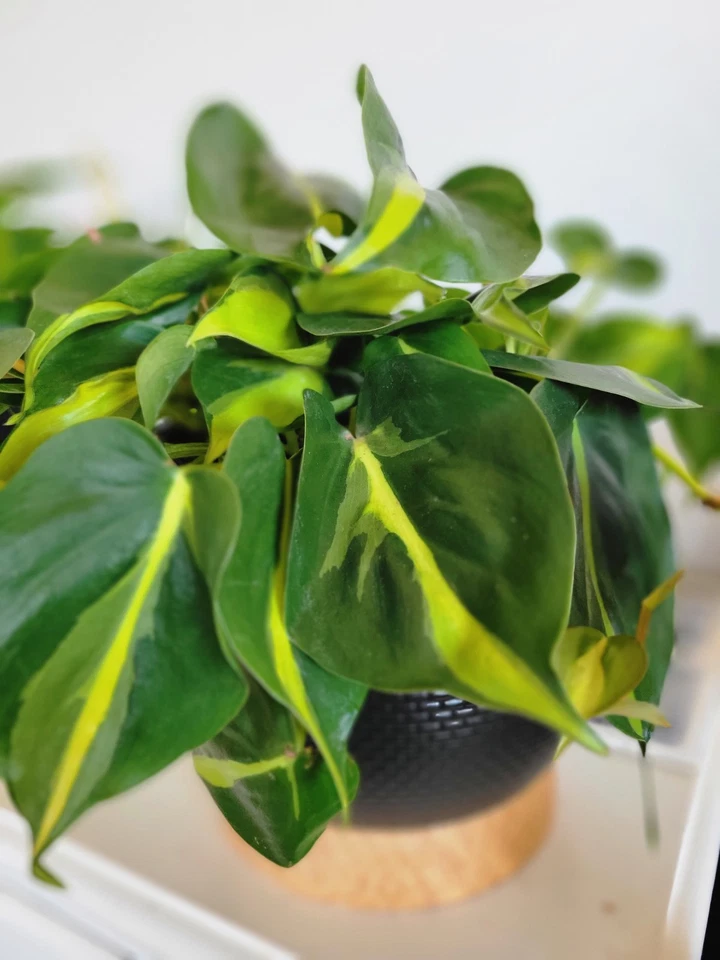 Philodendron Brasil Cuttings – 3 Unrooted Trailing Houseplant, Variegated Green Yellow Foliage, Philodendron hederaceum ‘Brasil’