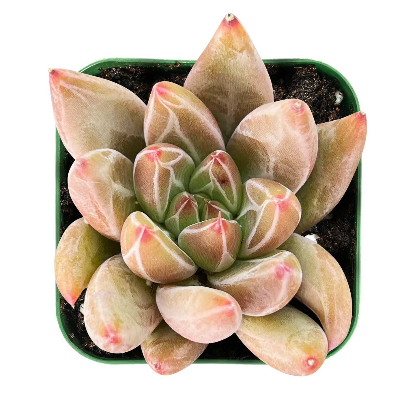 Echeveria Psyche Succulent Plant | 2-Inch Rooted Rosette | Indoor Houseplant | Green to Blue-Green Foliage