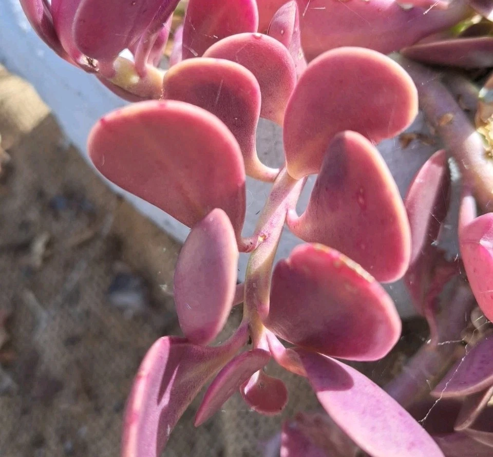 Trailing Jade Succulent Cuttings – 3 Live Senecio jacobsenii Creeping Jade Plant for Indoor Outdoor Gardening