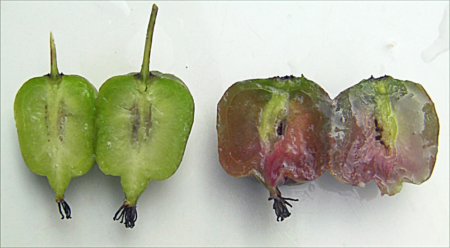 Seedless Hardy Kiwi Vine Cuttings – 10 Actinidia deliciosa Propagation Plants for Garden Growth