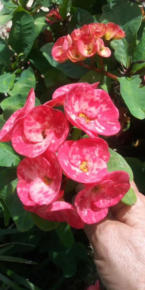 Crown of Thorns Cutting – Euphorbia milii Thai Hybrid, 10 Inch Unrooted Plant for Propagation, Decorative Succulent, Thorny Stems