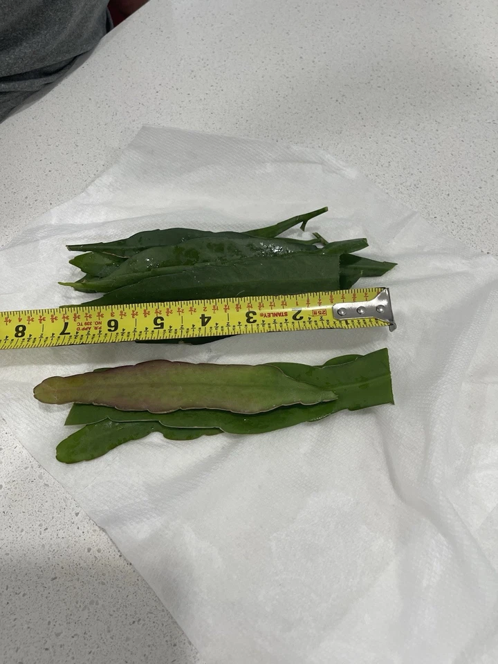 Epiphyllum Oxypetalum & Hookeri Cactus Cuttings Set of 10 – Queen of the Night Night-Blooming Succulent Propagation Stems