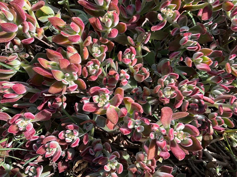 Red Burgundy Velvet Echeveria Cuttings, 4 Pack, Echeveria Pulvinata Oliver Succulents, Easy Care, Vibrant Red and Purple Hues