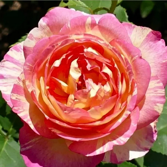 Marc Chagall Rose Cuttings – 3 Live Rooting or Grafting Rose Propagation Material Rosa ‘Marc Chagall’