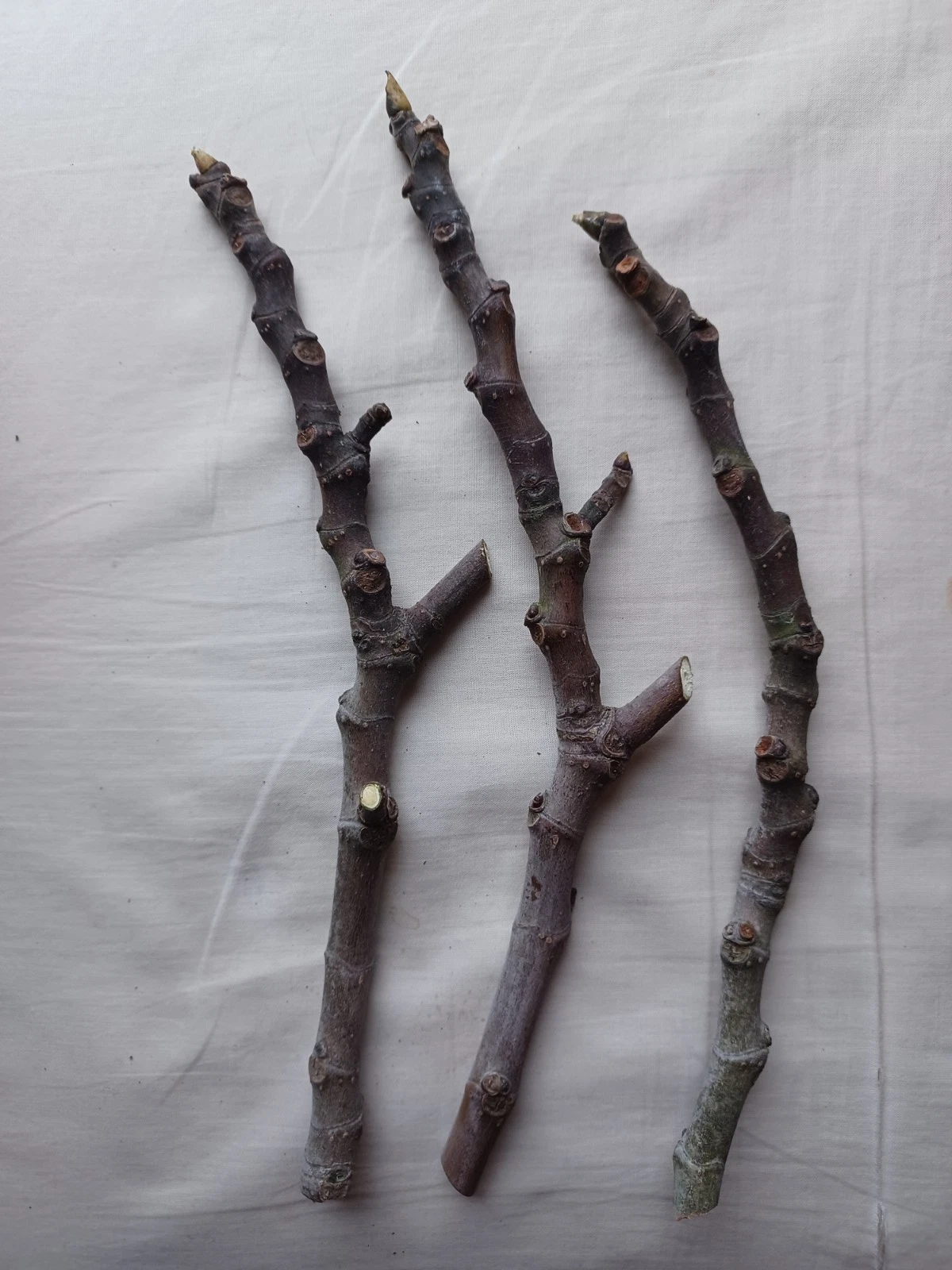 Fig Tree Cuttings – Set of 3 Unrooted Live Ficus Carica Red Fruit Varieties for Planting and Propagation