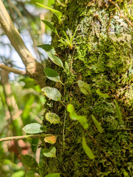 Microgramma Climber Fern Vines – 5 Tiny Fern Cuttings, 3 Inch Mini Epiphytic Fern for Terrarium Growing