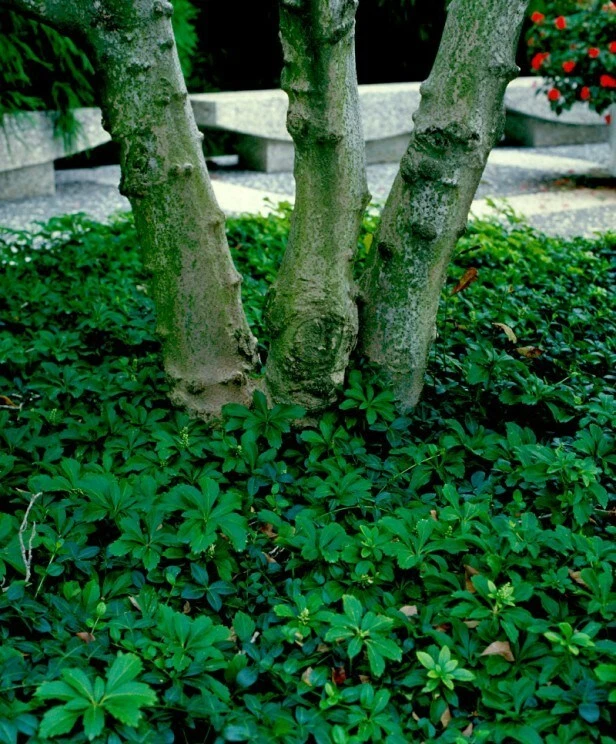 Allegheny Spurge Rooted Cuttings – Pachysandra procumbens Native Ground Cover Plants for Shade Gardens, Low-Growing Perennial