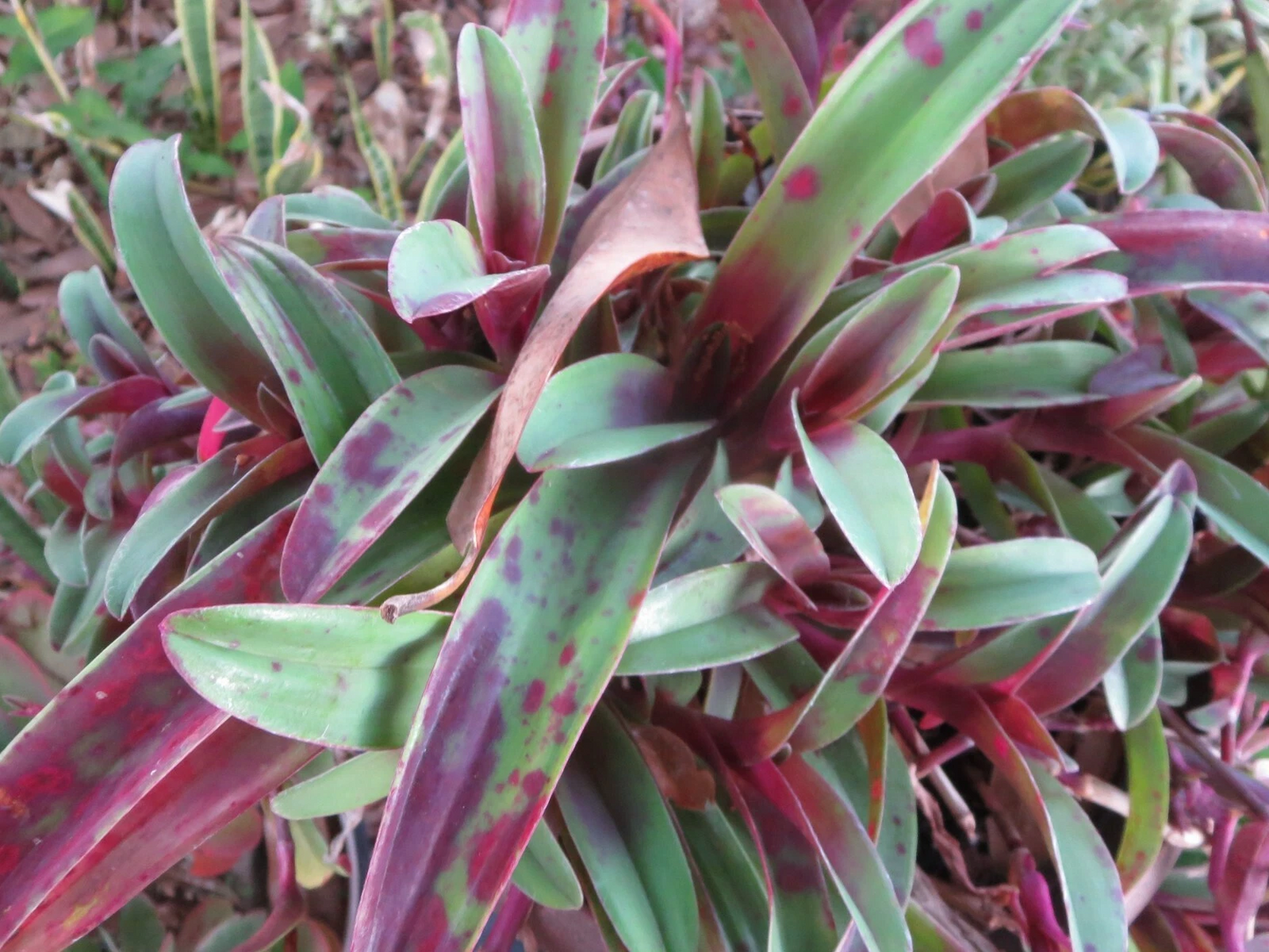 Wandering Jew Cuttings, Tradescantia pallida Tampicana, Unrooted Purple Foliage, Easy Care Houseplant Propagation