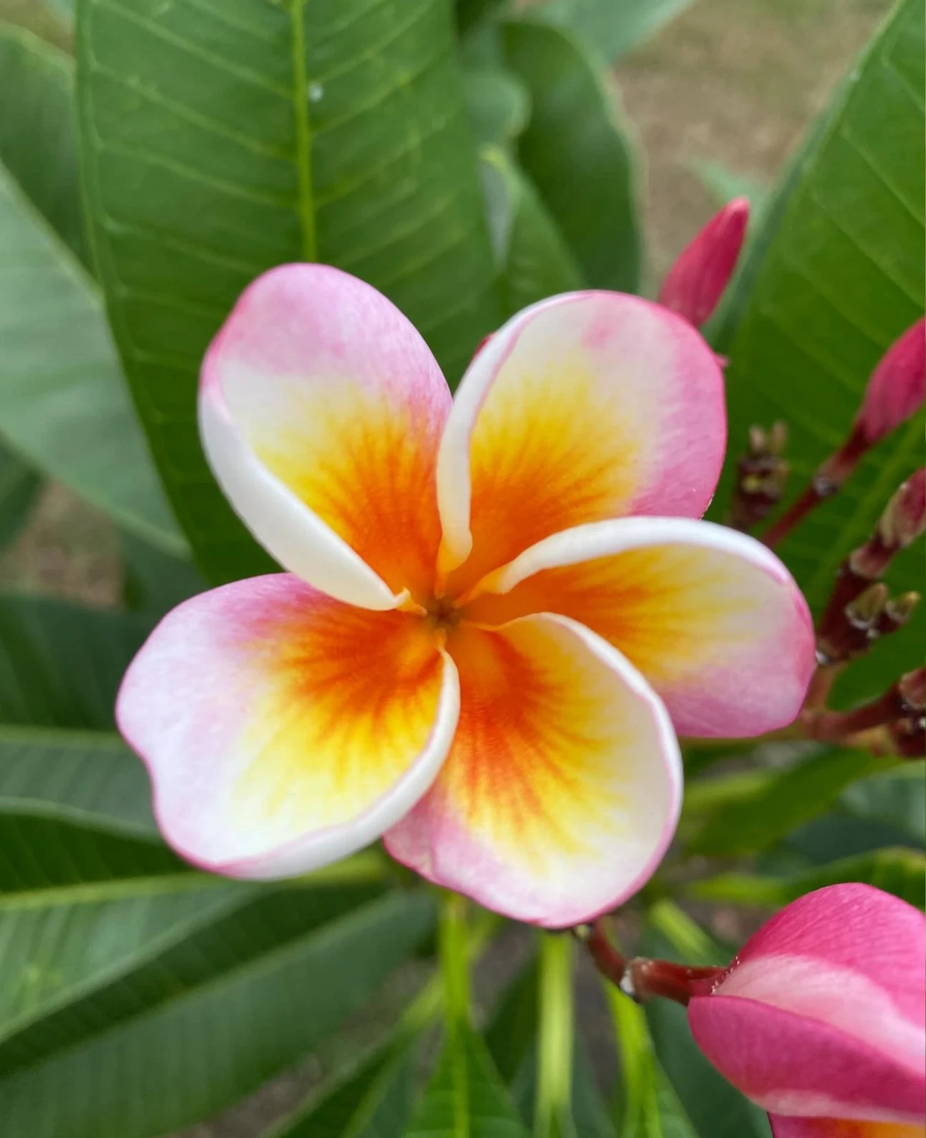 Fireblast Plumeria Cutting Live, 3 Tip Frangipani Propagation Tropical Flower Tree, Garden, Patio, Easy to Grow