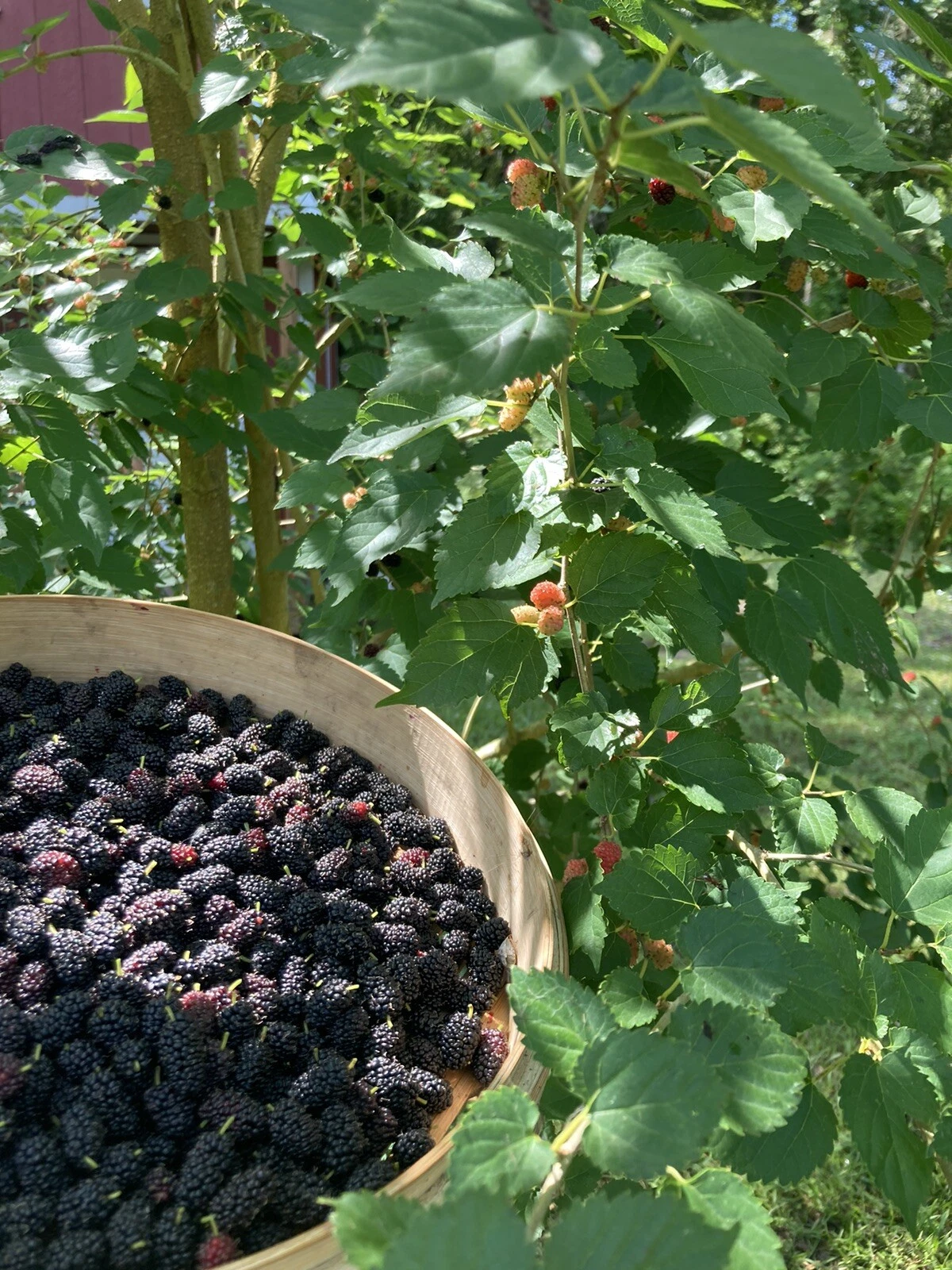 Florida Everbearing Black Mulberry Rooted Cuttings – Morus nigra Bare Root Fruit Tree Starter Plants