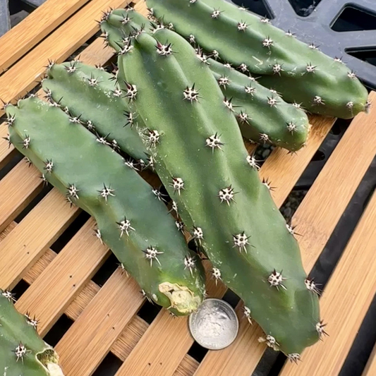 Harrisia Jusbertii Unrooted Cutting – 6 Inch Queen of the Night Cactus Propagation Material