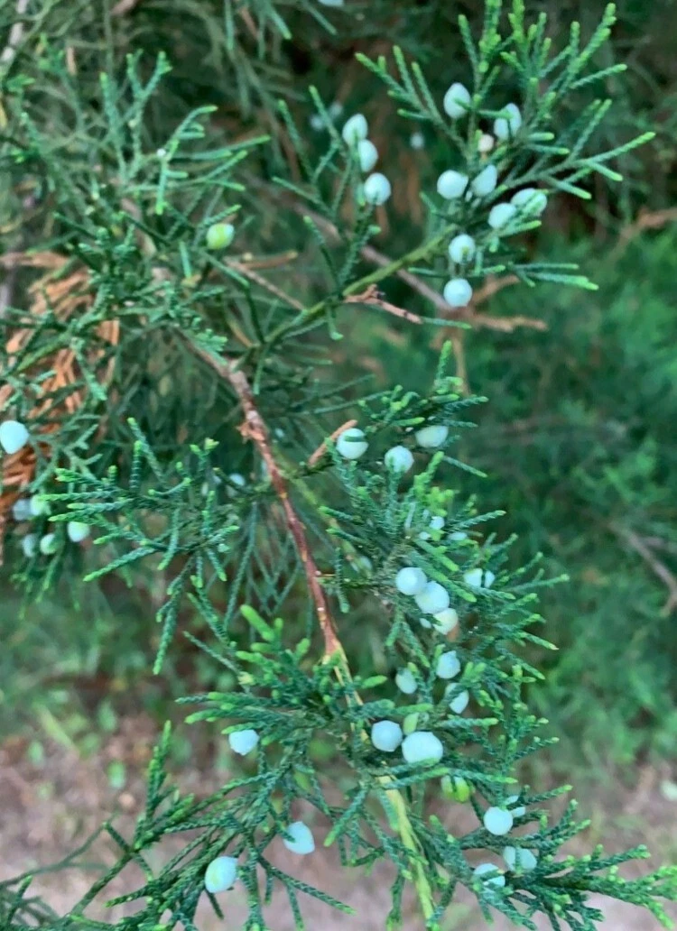 Eastern Red Cedar Cuttings Bulk Lot – 20 Fresh Juniperus virginiana Propagation Clippings, 6–8 Inches for Landscaping and Evergreen Displays