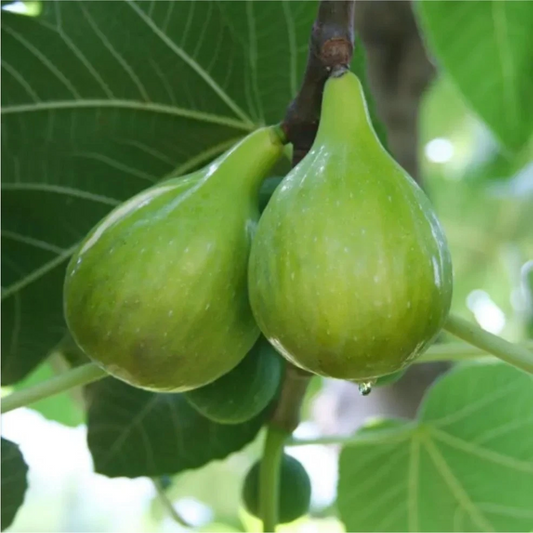 Italian Honey Fig Cutting – 6-8 Inch Live Unrooted Ficus Carica for Rooting and Grafting, Fruit-Bearing Tree, Sweet Honey Figs