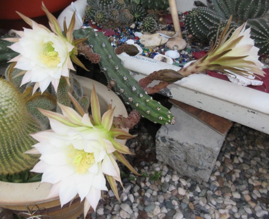 Harrisia Jusbertii Snake Cactus Cutting – 8 Inch Dusk Blooming Rare Succulent for Propagation