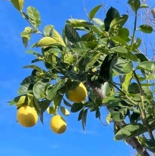 Ponderosa Lemon Unrooted Cutting – Citrus limon ‘Ponderosa’ for Rooting or Grafting, 6-8 Inch Citrus Tree Segment
