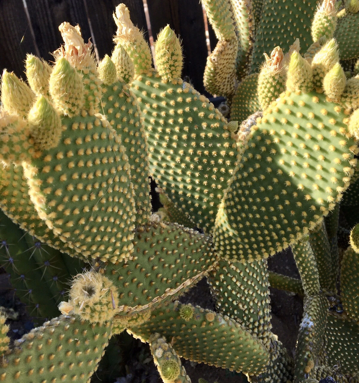 Bunny Ears Cactus Pads Set of 5 Opuntia microdasys Unrooted Live Succulents for Propagation