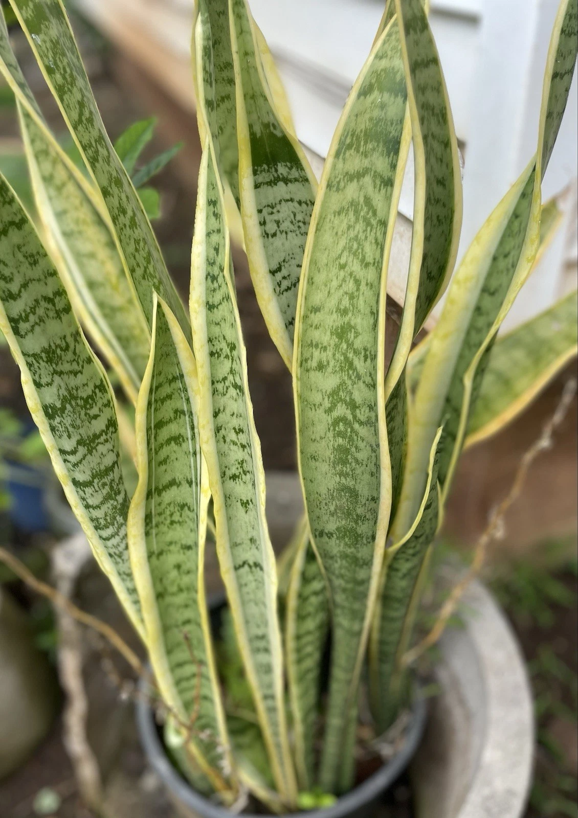 Sansevieria Laurentii Leaf Cuttings Set of 6 – Variegated Snake Plant Unrooted Starters for Propagation