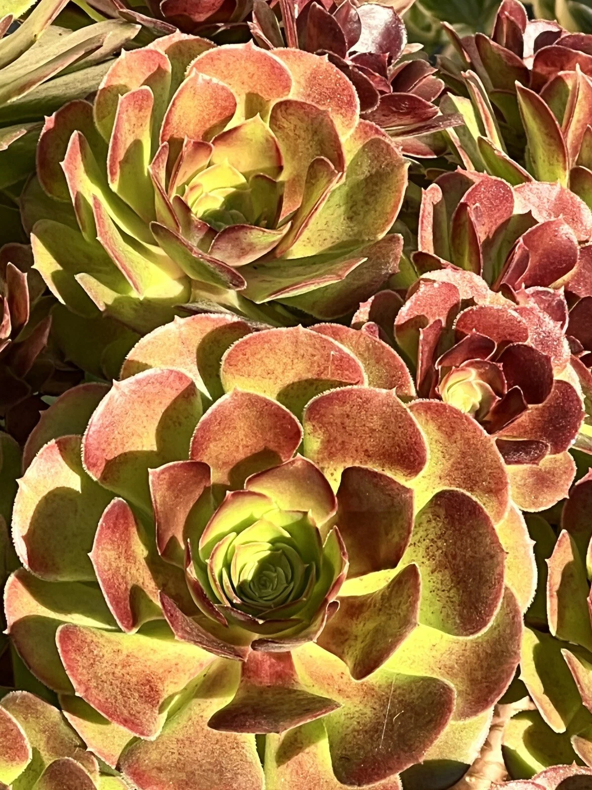 Aeonium Plum Purdy Succulent Cutting Unrooted Rosette Plant for Propagation Deep Purple Leaves