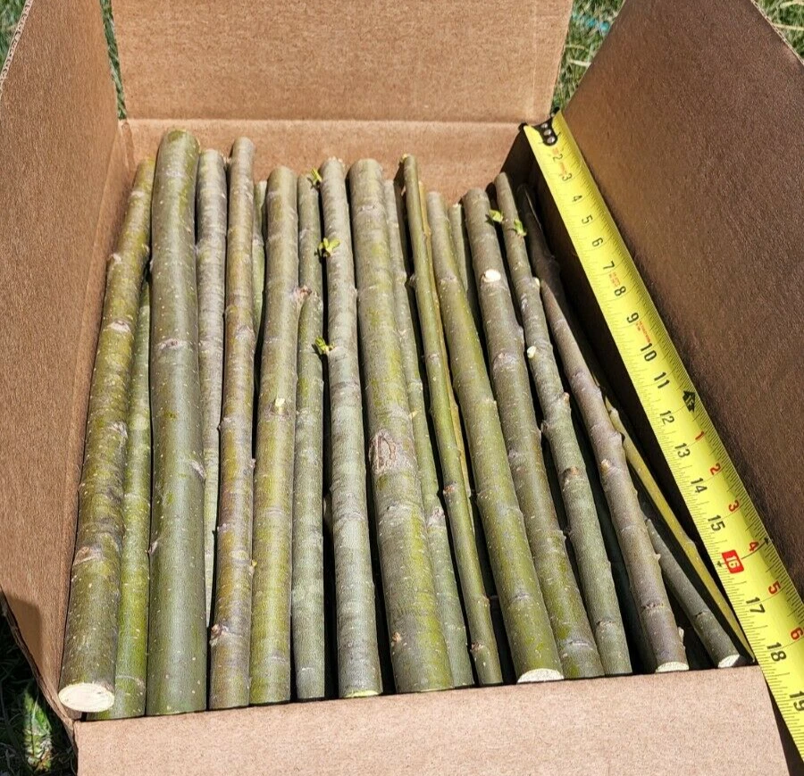 Austree Hybrid Willow Tree Cuttings – 15 Thick Live Planting Cuttings, 18 Inches Long, Fast-Growing Willow for Landscaping