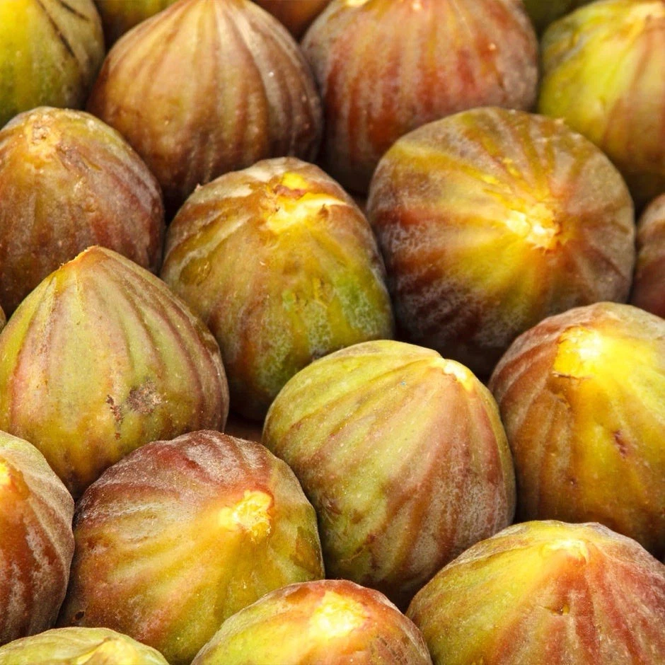 Brown Turkey Fig Unrooted Cuttings – 4 Ficus carica Propagation Scions, 6–8 Inch, Fruit Tree Rootstock for Garden Planting