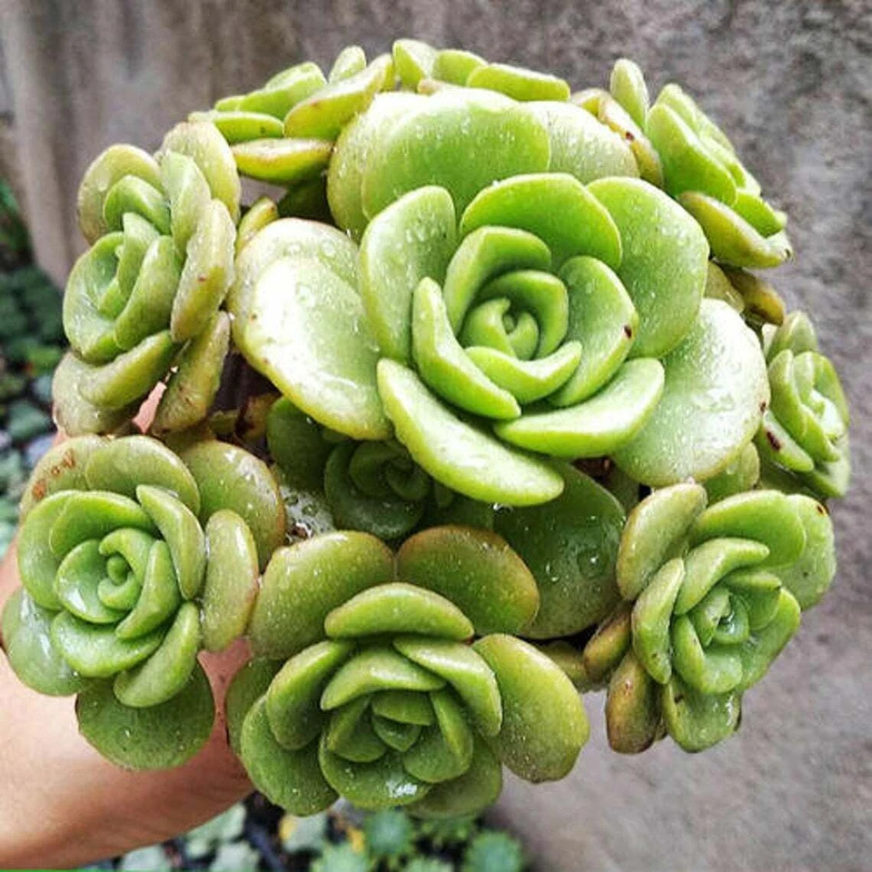 Aeonium Lily Pad Succulent Cuttings – 3 Live Unrooted Rosette Plants for Indoor Decor and Propagation