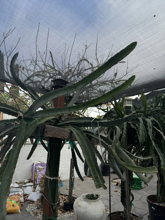Lisa Dragon Fruit Cutting – 24–36 Inch Unrooted Cactus Segment for Propagation, Tropical Vine, Hylocereus undatus