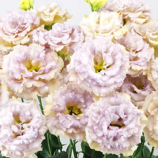Pastel Blue Lisianthus Plug Plant | Eustoma grandiflorum Flower Starter | 3-5 Inch Ornamental Garden & Container Plant