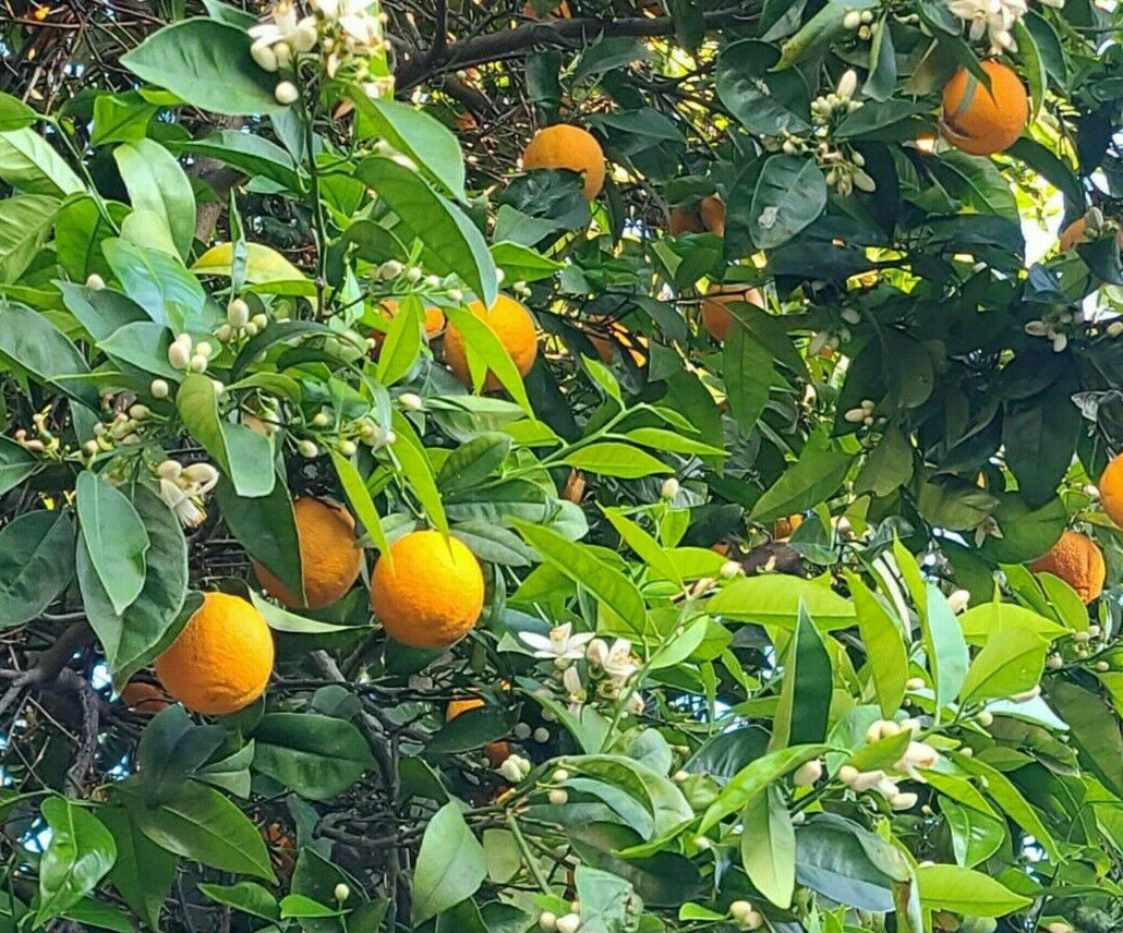 California Navel Orange Cuttings – 5 Unrooted Citrus Sinensis Washington Navel Branches for Propagation
