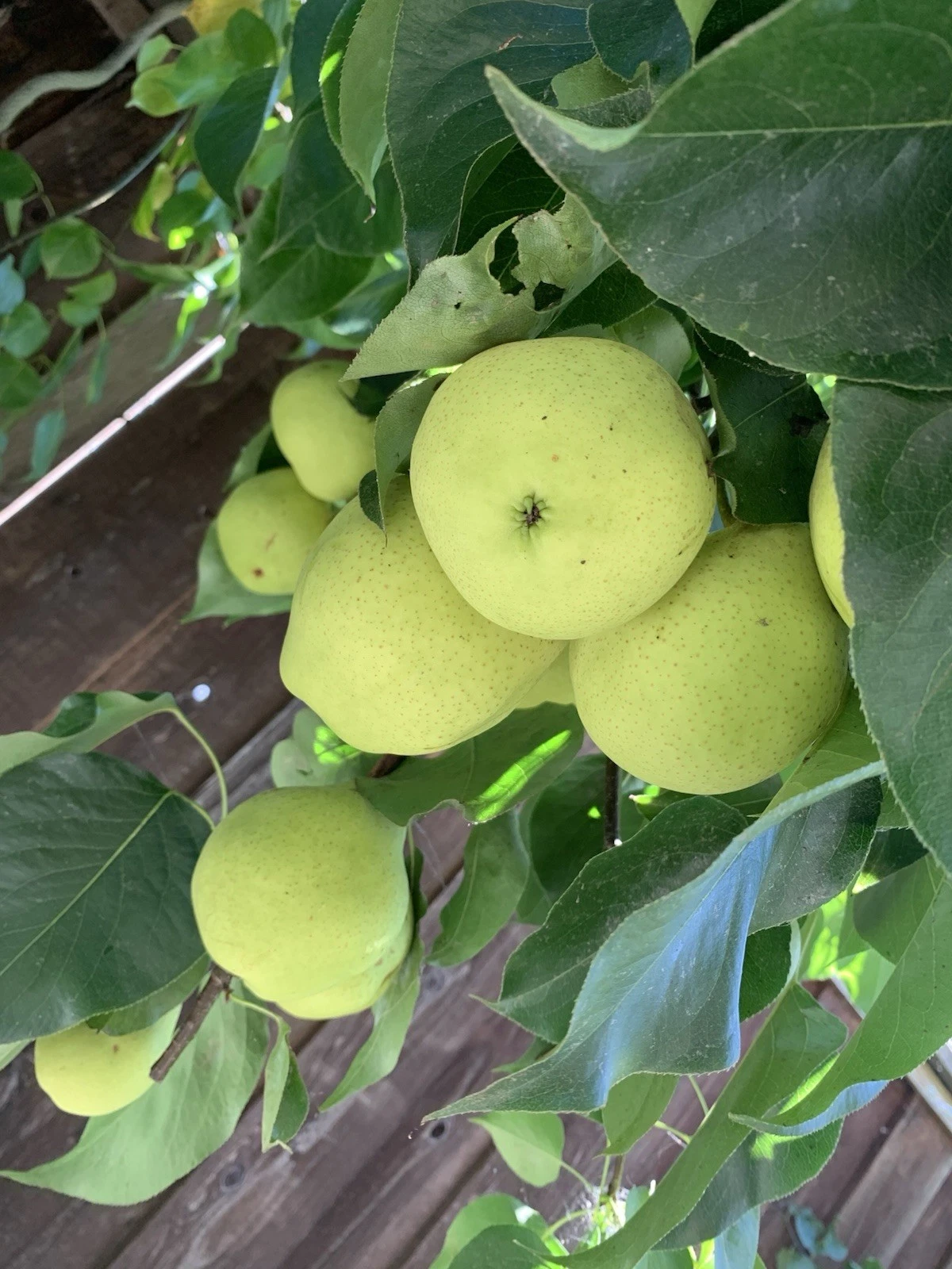 Asian Snow Pear Scion Cuttings – 5 Fresh Unrooted Pyrus Pyrifolia Grafting Stock for Fruit Tree Propagation