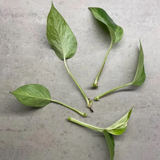 Marble Queen Pothos Cuttings Set of 4 Unrooted Epipremnum Aureum in Sphagnum Moss - Variegated Houseplant Propagation