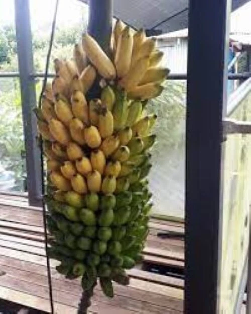 Pisang Ceylon Musa Banana Tree Live Starter Plant, Tropical Fruit, Small Rooted Plant for Garden or Container