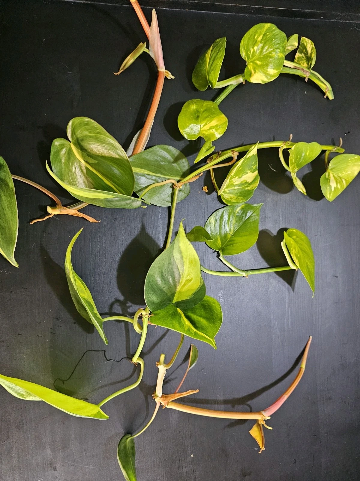 Philodendron Brasil Rooted Cuttings Set of 5 – Yellow Green Variegated Indoor Houseplants, Live Plants