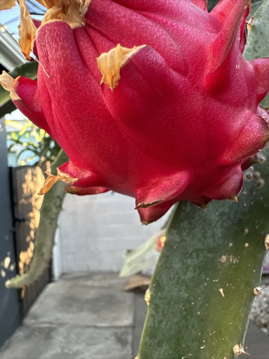 Orajona Dragon Fruit Cutting – 12–18 Inch Live Climbing Cactus Vine Selenicereus sp.