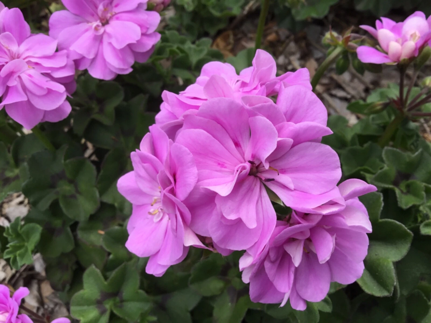 Unrooted Ivy Geranium Cuttings - Double Bright Pink Pelargonium peltatum for Propagation, Trailing Flowering Ornamental Plant