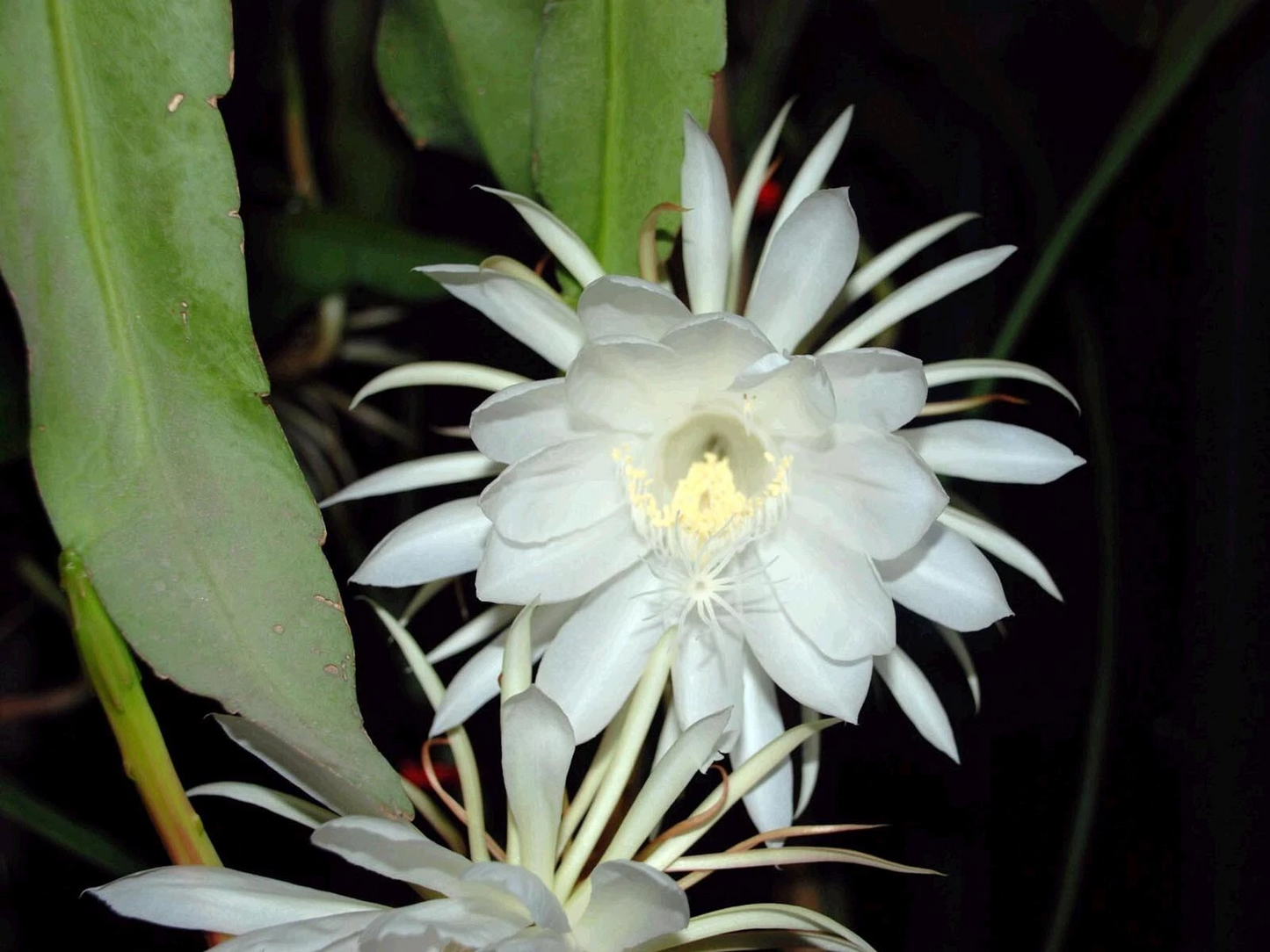 Queen of the Night Orchid Cactus Live Plants – 2 Rooted Epiphyllum oxypetalum Night Blooming Cactus with Fragrant White Flowers