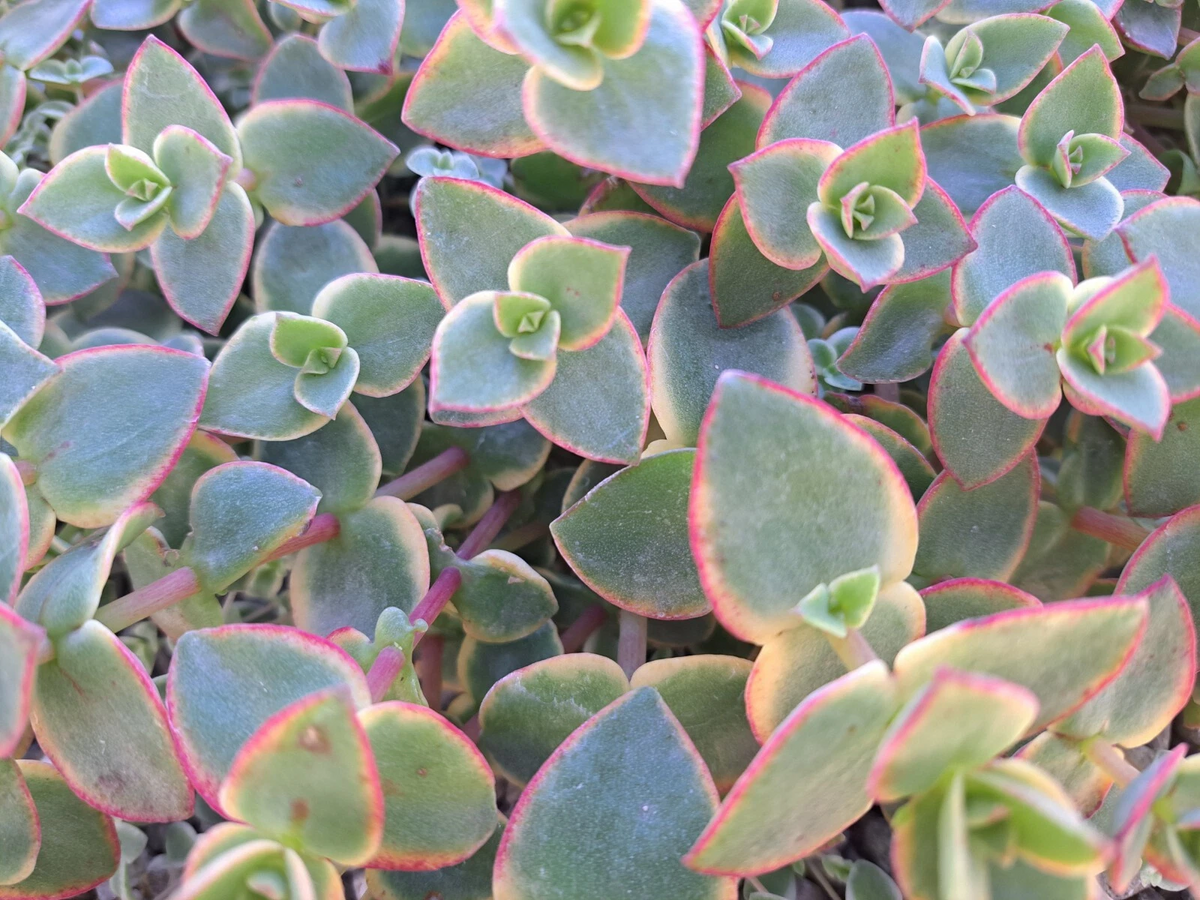 Crassula Calico Kitten Cuttings Set of 10 - Variegated Trailing Succulent - Crassula pellucida subsp. marginalis Rubra Variegata