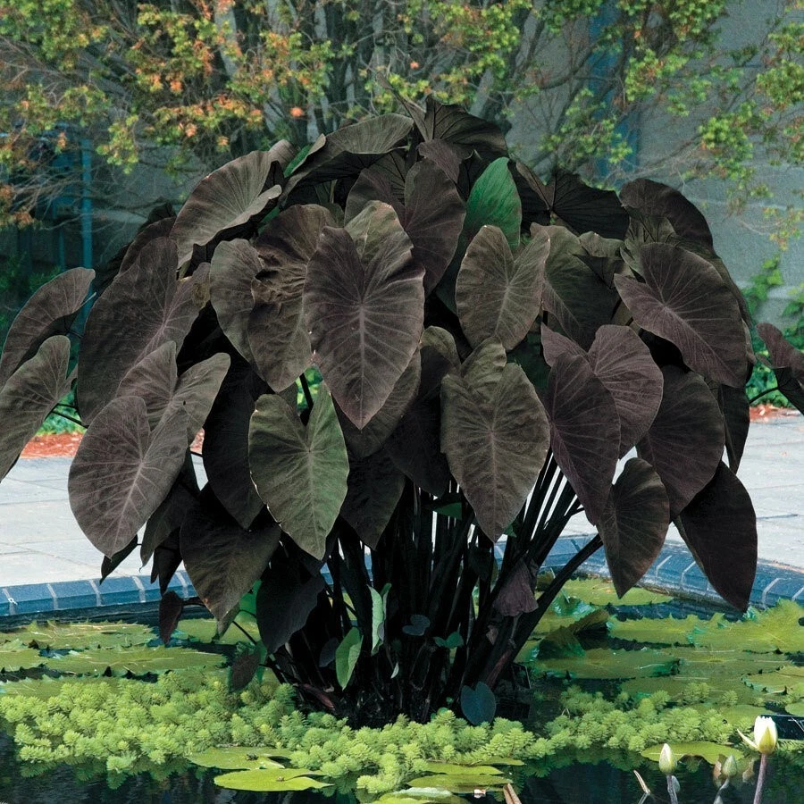 Black Magic Elephant Ear Starter Plant – Colocasia esculenta with Dark Foliage, Live Rooted Plant for Garden Landscaping