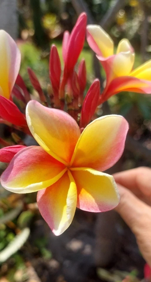 Hawaiian Rainbow Plumeria Live Cutting 12 Inch Frangipani (Plumeria spp.) – Tropical Flowering Tree for Rooting and Propagation