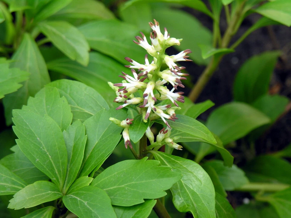 Pachysandra Procumbens Native Ground Cover Rooted Cuttings Set of 5 - Allegheny Spurge Woodland Plant for Shade Gardens