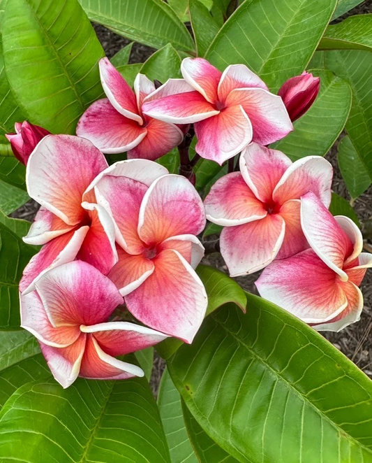 Orange Plumeria Cuttings Set of 3, 10–12 Inch JJ Synchronicity J-105 Kapaluha Frangipani Stems for Propagation