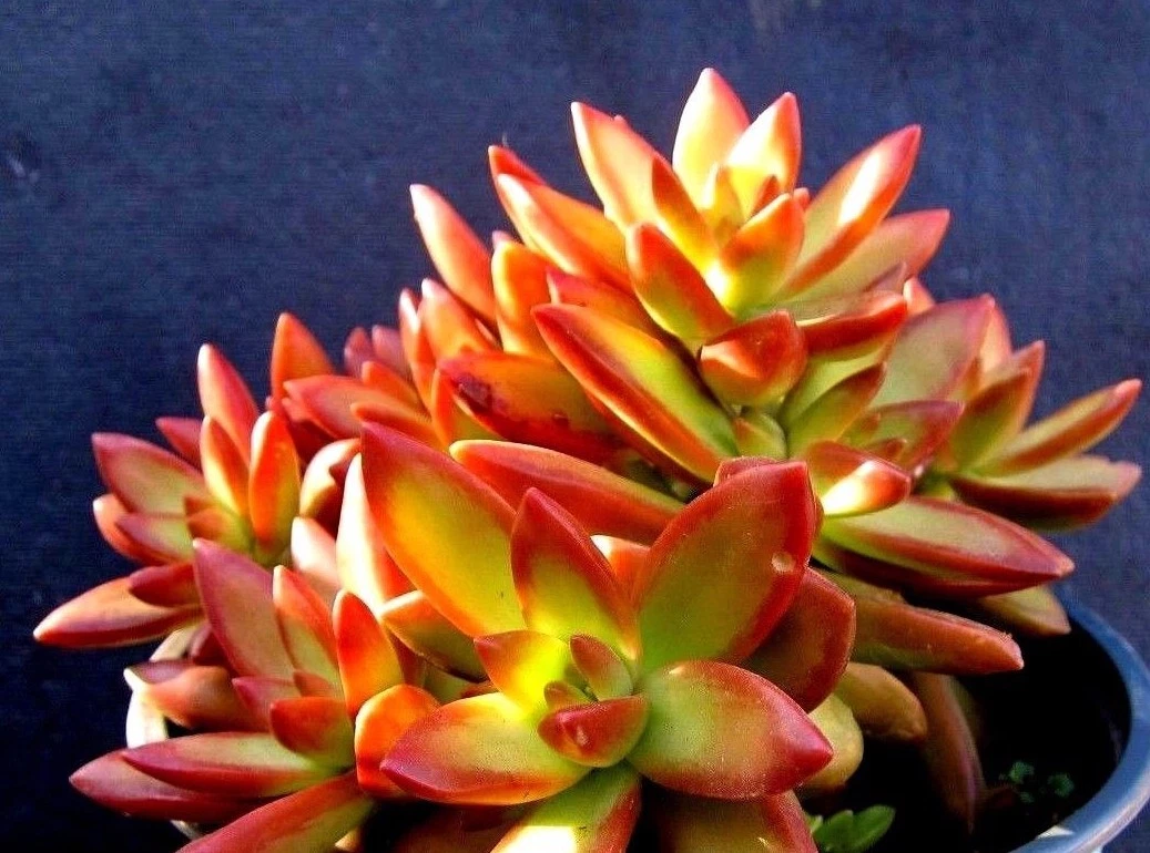 Sedum Adolphii Firestorm Succulent Cuttings – 2 Unrooted Pups for Propagation, Bright Orange Red Foliage, Easy Care, Succulent Plant