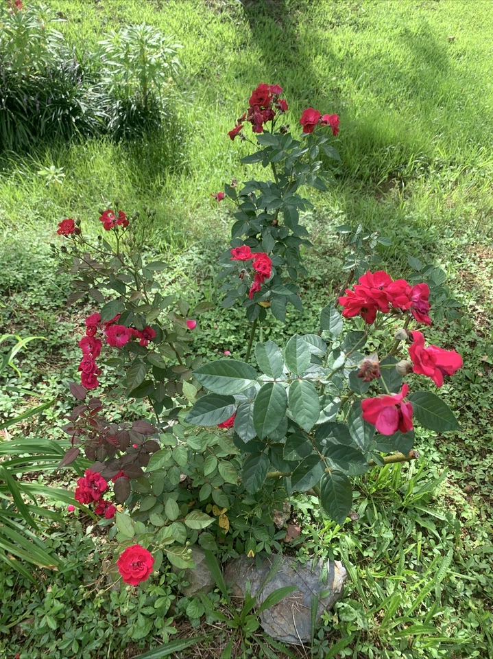 Cherry Red Rose Cuttings – 3 Live Unrooted Rose Plant Clippings, 7 Inch, Easy to Root, Rosa spp.