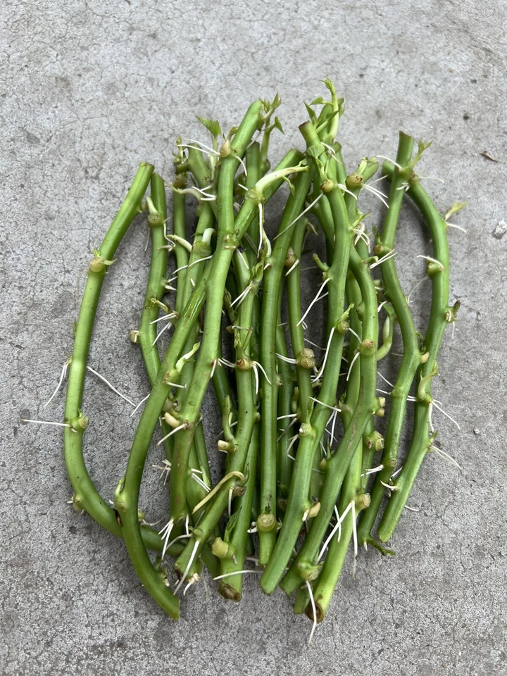 Sweet Potato Slips – 15 Live Rooted Ipomoea Batatas Cuttings for Garden Planting, Edible Vines, Easy to Grow