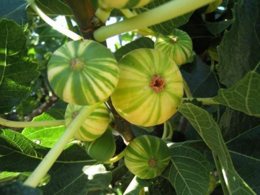 Panaché Tiger Fig Tree Cuttings – Unrooted Ficus carica Variegated Fig Propagation, Green-Yellow Striped Fruit